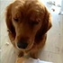 是他先咬我的QQ黃金獵犬拆家後竟露出一副淚眼汪汪的表情,鐵達尼號都沒這麼悲情啊!