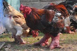 這種雞太霸氣！越南「東濤雞」長著「恐龍腿」，雞腿跟人手腕一般粗！