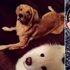 哪裡來的野孩子?黃金獵犬帶著薩摩耶偷偷出去玩,回家後的髒樣讓主人傻眼:我養了浣熊?