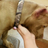 無知!可憐比特犬遭主人「剪耳」即使受傷害也不埋怨的模樣令人心疼