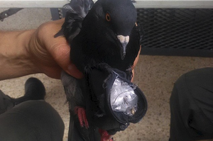 獄警發現有鴿子頻繁進出監獄，抓來一看發現胸裝小包，裡面裝著滿滿的違禁品