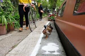 「讓牠們可以安心過馬路！」英國規劃了鴨子專屬的鴨行道，捧場的鴨子一路走著就..脫隊啦！
