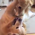舉高高!暖心黃金獵犬拿到主人送的狗玩偶時的反應,讓網友們直呼:買、都買、全都買給你!