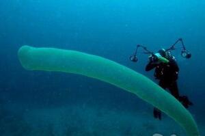 菲律賓海底發現半透明大型「水管」在水中擺動，潛水員可探頭進去觀賞！