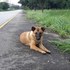 泰國忠犬小八路邊痴等主人整整一年,最後卻不幸被車撞到橫死路邊