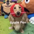 PPAP!短腿小臘腸也來挑戰洗腦歌PPAP,狀況外的樣子卻讓網友笑噴:左邊那隻敬業點好嗎?
