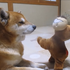 別說我認識你!高冷系柴犬面對起肖的布偶娃娃,一臉淡定:誰可以幫我把這笨蛋帶走?