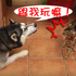 二哈沒見過喵星人,直衝著對方猛說話!喵星人的反應竟然是...表情實在太經典了!!(影片)