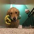 少女心大爆發!黃金獵犬堅持每天都會咬著一個玩具上樓,竟是因為這個萌翻人的原因,太可愛啦!