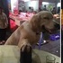 願賭服輸!黃金一臉跩樣「玩骰子本汪沒輸過」沒想到玩輸後卻一臉傻樣:早知道就穿紅內褲惹QQ