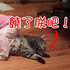 萌翻了!寶寶和喵星人「玩摔角」看了超級痛!喵星人的反應卻是...網友直呼:EQ最好的貓咪!
