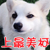 史上最美「柯基犬」!全白柯基萌翻天!尤其在雪地上奔跑時...網友看了直呼:實在太驚豔了!!