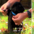 小小導盲犬第一天穿上導盲鞍,好不容易穿好後卻馬上陣亡:可以明天再當導盲犬嗎?