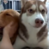 醋罈子打翻了!主人只摸黃金獵犬,一旁的哈士奇氣到「結屎臉」:把我放在哪?