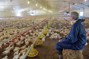 深入直擊英國肯德基養雞場，一間住了「三萬四千隻」，一隻只能活「35天」