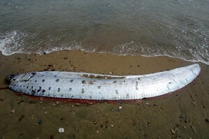 海邊沖上一隻5公尺具魚，在東南亞被認為是「海龍王」，在歷史上被認為是海怪傳說的原型之一