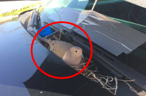鴿子馬麻在警車上築巢，超暖警察發現後的做法.......真的讓人拍桌叫好！！