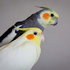 玄鳳鸚鵡無法和新成員相處融洽嗎?你可以試試看以下的幾種方法!