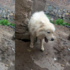 鄰居懷孕後把本來是寶的愛犬丟後山果園養,狗狗看著鄰居背影哀嚎到無力的模樣讓人心碎