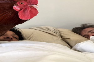 這隻公雞最愛每天早上起床跳到主人床上，然後在他們耳邊...大聲尖叫 XD 