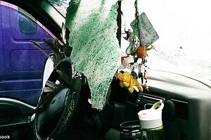 「驚雁」！大雁在高速公路上亂跑撞進女子車內，擋風玻璃全裂卻奇蹟般平安