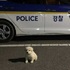 小白狗在去年被警察領養,現在卻長的超大隻,網友笑噴:警察局伙食也太好啦!