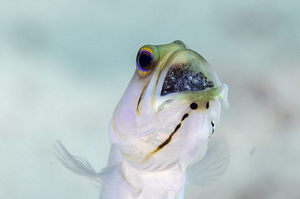 稱作「地球最強奶爸」都不夠！雄性黃頭顎魚把魚卵含口中保護，幾乎不進食體重下降也沒關係
