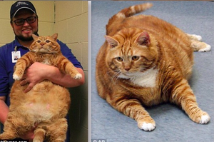 過胖喵皇勵志減肥，從「18公斤」減肥成功的過程...根本年度勵志故事無誤！