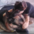 狼犬把拔「已經過世」,但牠陪小女兒玩的影片,永遠是主人的最佳紀念.....看完真的讓人又哭又笑(影片)
