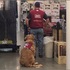 帶著工作犬因此求職都被拒絕,超暖心公司知道後,一次雇用他們一起上班!(附影片)