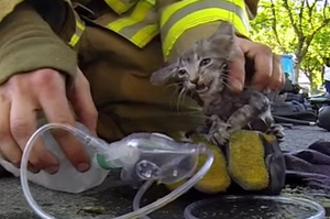 消防員在大火撲滅後的房子裡驚見一隻「昏死小貓」！搶救過程看了令人超感動！！