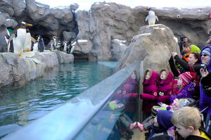 加拿大動物園內七隻企鵝淹死，管理者：「也許是因為緊張」