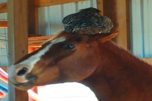 女子看到馬兒頭上多了一顆怪東西嚇一跳！走進一看：「純天然的羽絨帽誒！」