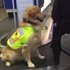 人家累累! 黃金「緝毒犬」呆萌坐在行李運輸轉盤上,咧嘴傻笑:「休息一下再上班喔~」