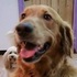 黃金獵犬離奇「走失」,主人找到牠後...卻笑到美丁美當!