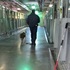 「邁向死亡的最後一條路」攝影師實拍毛孩被安樂死前一刻,落寞背影逼哭眾人!