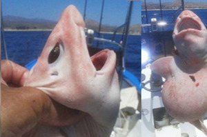 墨西哥漁民捕撈到奇怪「外星魚」時拍了照就把牠放回大海，最後得知真相卻讓他們超驚訝！