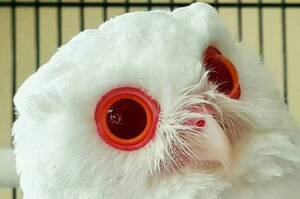 你的眼如同紅寶石般美麗♪有著紅寶石般雙眼的罕見貓頭鷹！