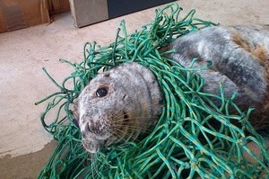 小海豹意外被漁網纏住，獲救後露出了最燦爛的笑容！