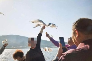 中國遊客為了和紅嘴鷗拍照，竟抓住其翅膀...最後翅膀斷了