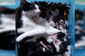 「老婆辛苦你惹...」剛生完寶寶的母貓虛弱無力，被貓把拔摟在懷裡畫面真的超溫馨