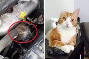 超感人！流浪貓躺在引擎蓋內渾身燒傷，被救援後露出的萌萌大眼...讓人感動到爆哭！