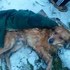 狗狗被車撞後肇事者逃逸,倒在路邊雪地裡默默等死,渴求有人伸出愛的援手...