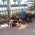 路邊拾荒老人推著一輛破舊推車,身旁一群可愛的狗狗守護讓人看了沈默不語