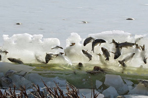 魚群在躍起瞬間被冰凍...大自然的奇景讓網友嘖嘖稱奇！