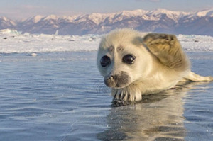 在北極「苦等3年」終於拍到這隻小海豹，當鏡頭慢慢靠近時...牠把全世界都萌翻了！！