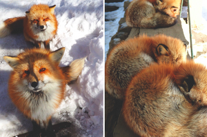 世界上最毛茸茸的村莊！？日本「狐狸村」讓你與狐狸近距離接觸！