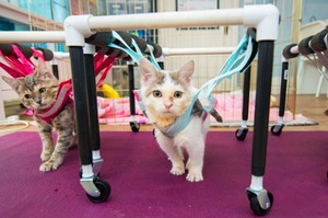  重獲自由！這3隻「癱瘓小貓」自從收到志工給牠們的禮物後，生命立刻被改寫！！