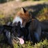 狐狸與狗狗是最好的朋友,根本就是迪士尼的《狐狸與獵犬》真實版!