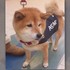 超萌「減壓犬」出沒機場,牠們用「天使面孔」療癒旅客的樣子...讓人完全融化!(影片)